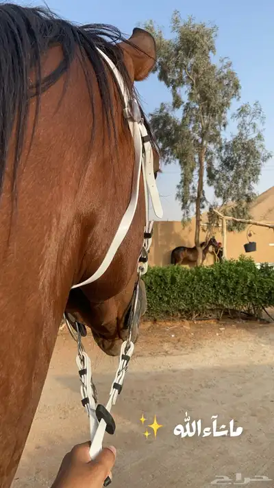 تدريب إيواء خيل 3