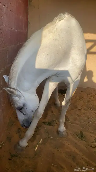 تدريب إيواء خيل 0