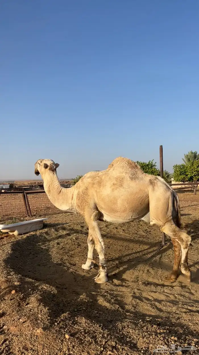 للبيع جمل صاهودي 4