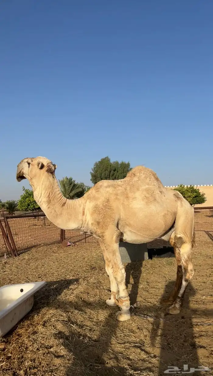 للبيع جمل صاهودي 5