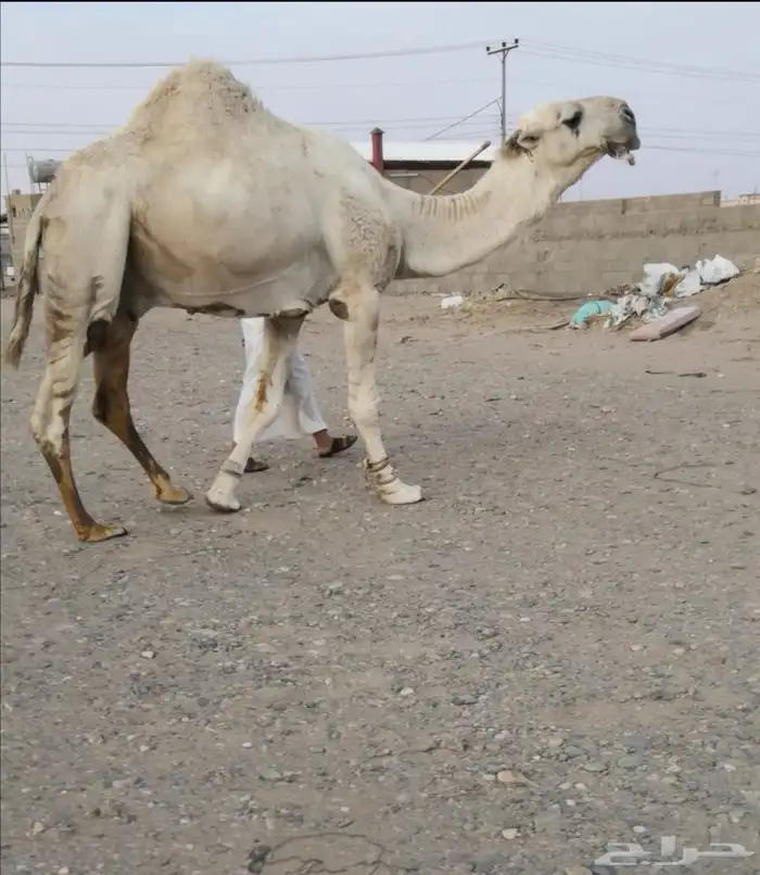 للبيع جمل صاهودي 0