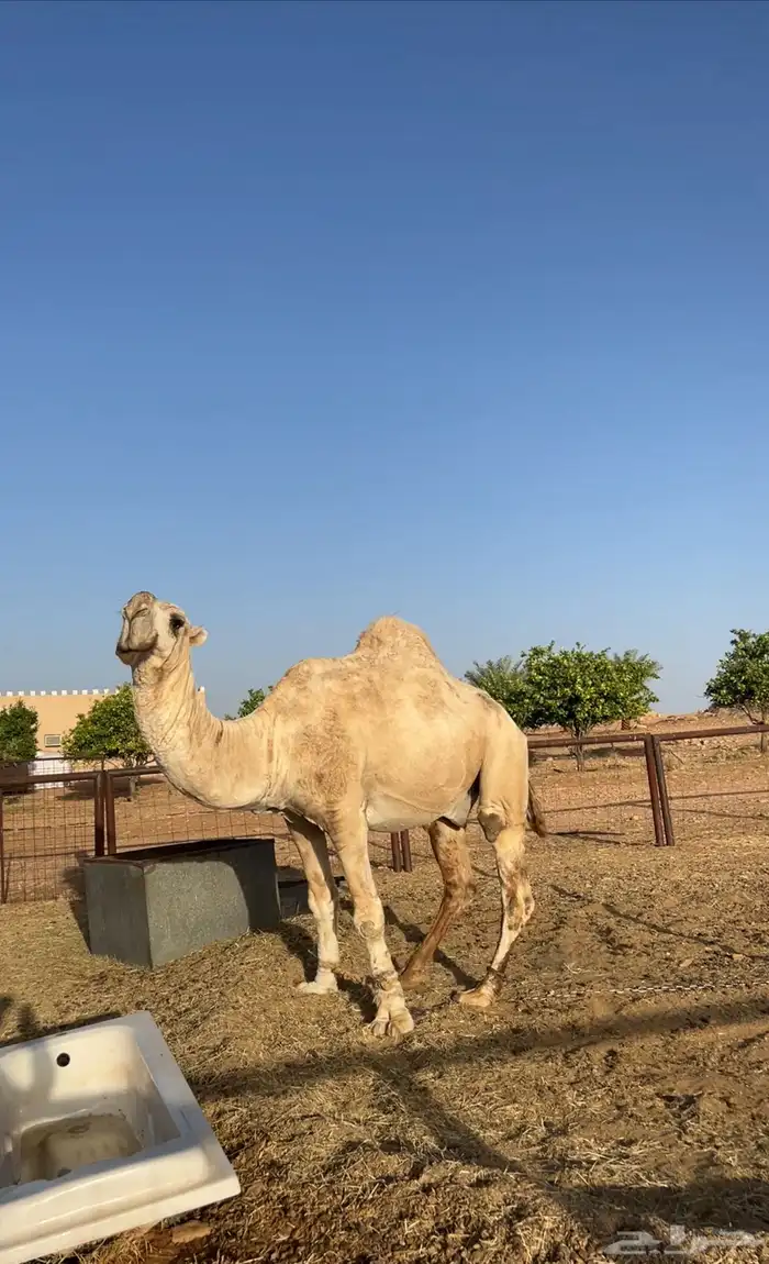 للبيع جمل صاهودي 6