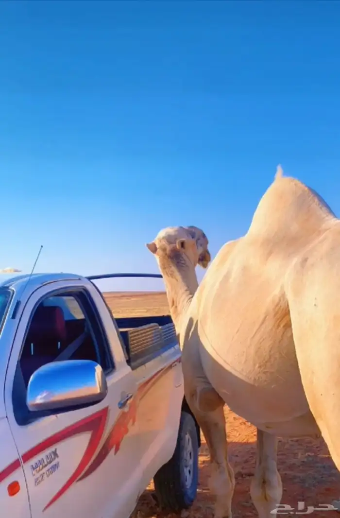 للبيع جمل صاهودي 3