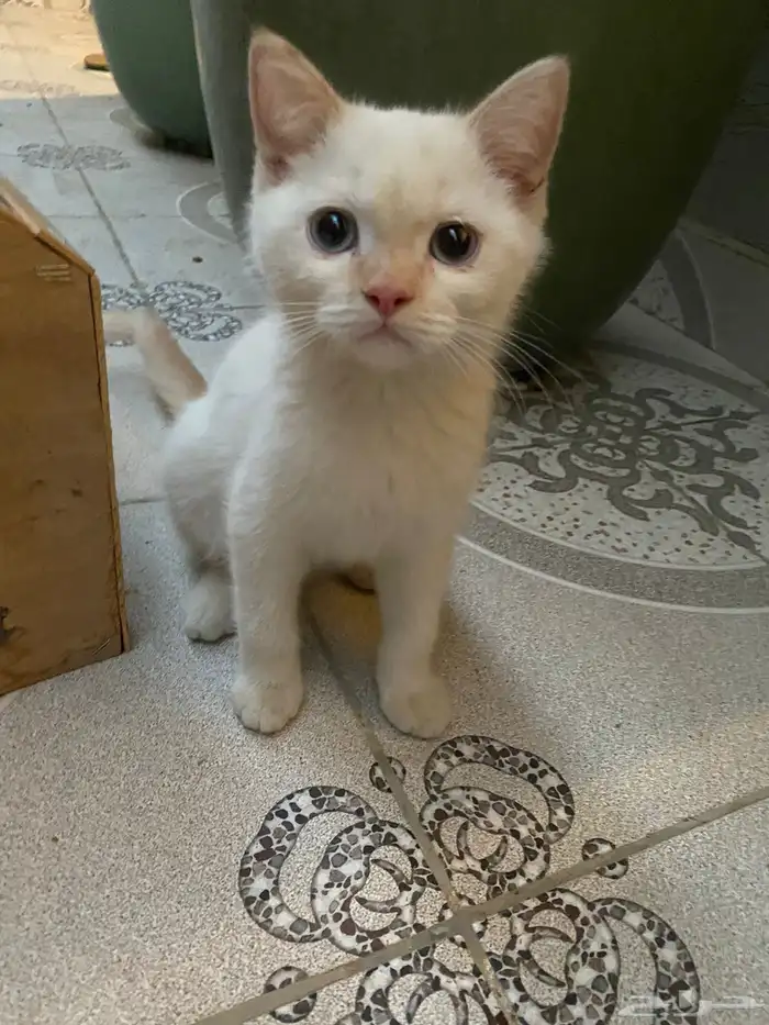 قطط للتبني 1