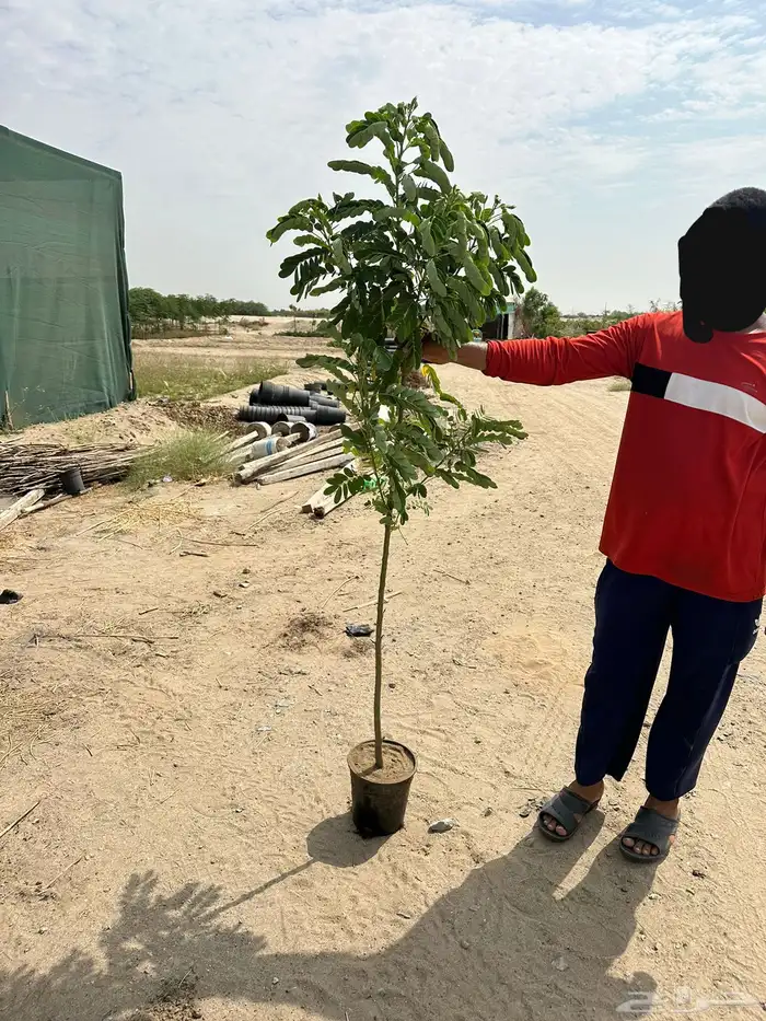 مشاتل الجملة بجدة 18