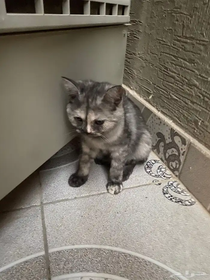 قطط للتبني 0