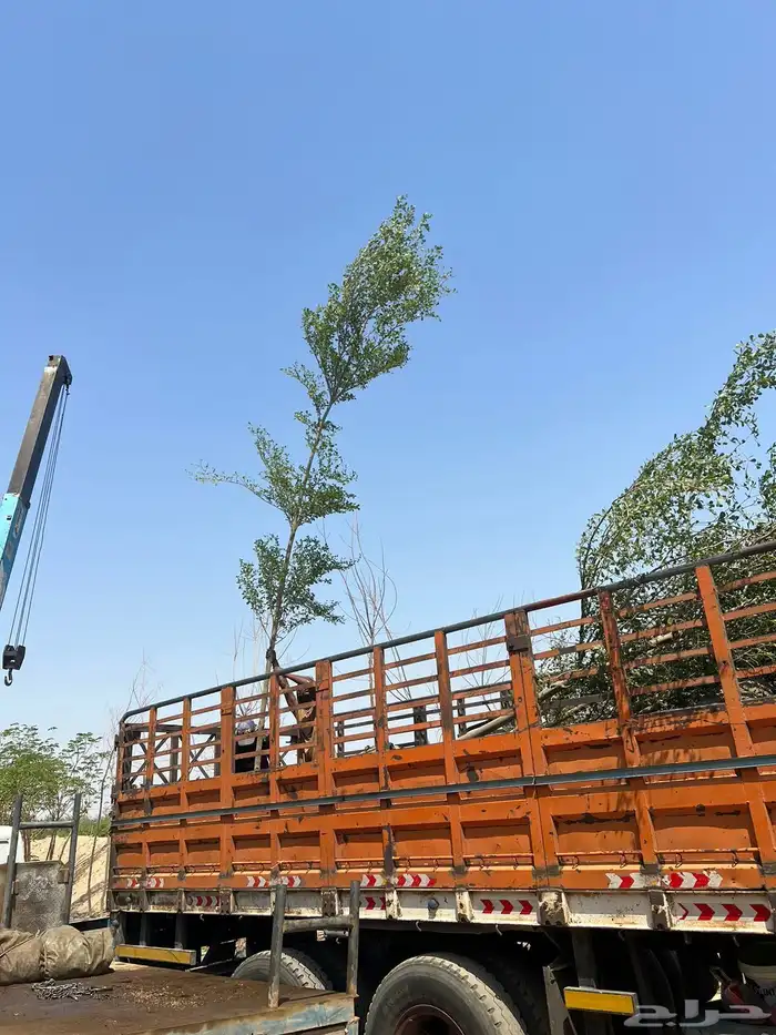 مشاتل الجملة بجدة 9