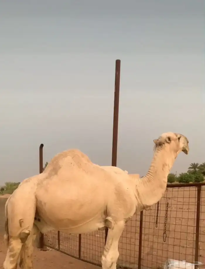 للبيع جمل صاهودي 1
