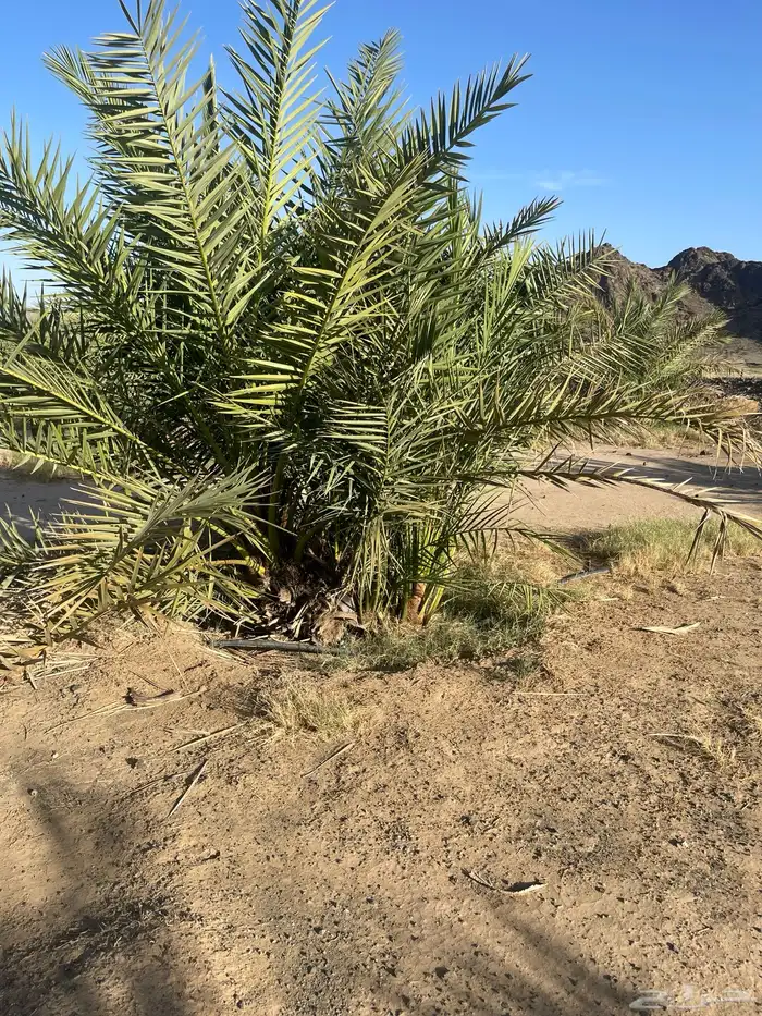 أصناء برني وكعيمر وروثان 4