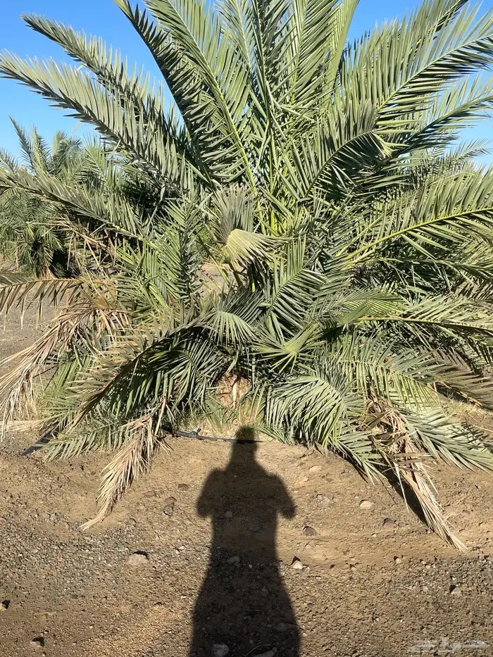 أصناء برني وكعيمر وروثان 11