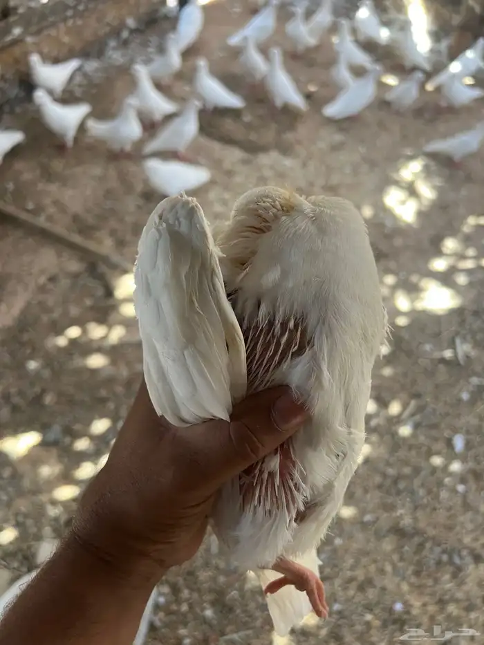 فروخ فرنسي 5