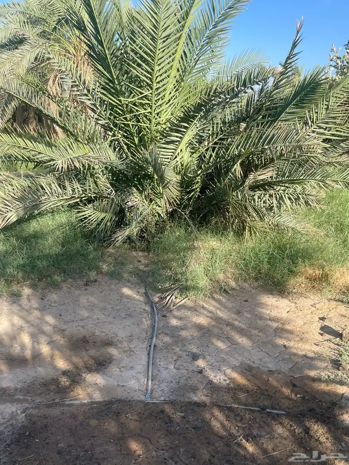 أصناء برني وكعيمر وروثان 2