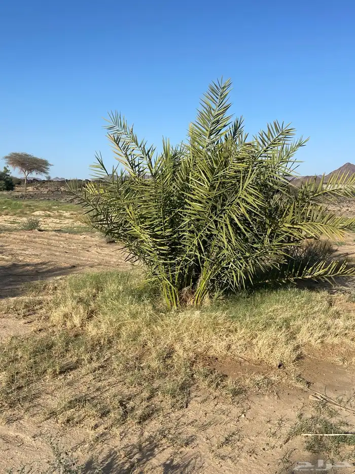 أصناء برني وكعيمر وروثان 9