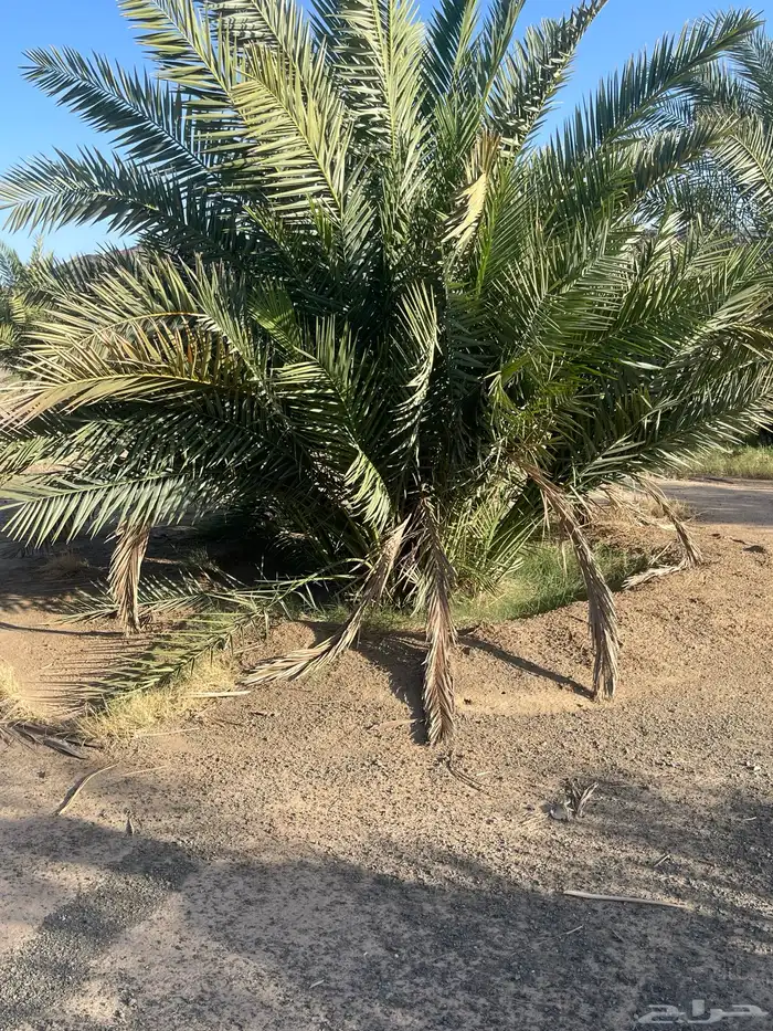 أصناء برني وكعيمر وروثان 0