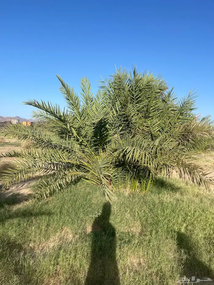 أصناء برني وكعيمر وروثان 7