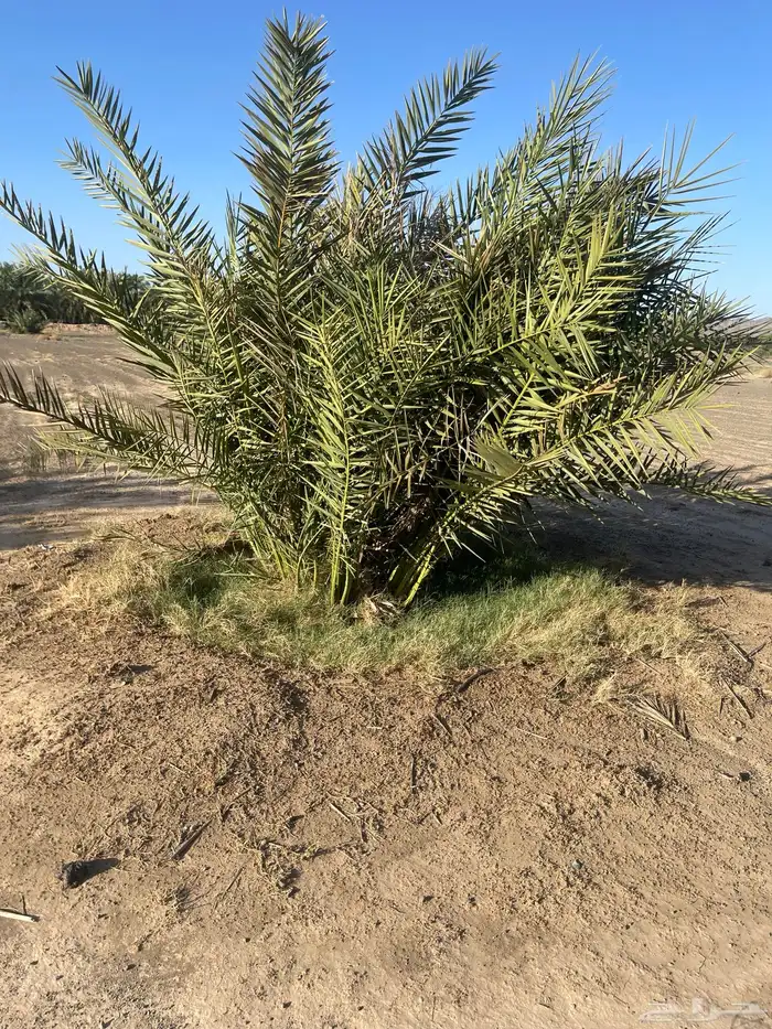 أصناء برني وكعيمر وروثان 6