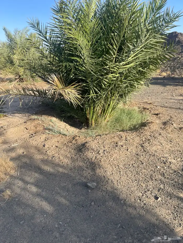 أصناء برني وكعيمر وروثان 3