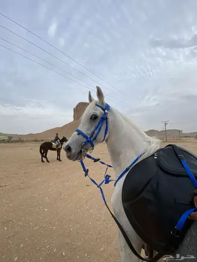 تدريب إيواء خيل 4