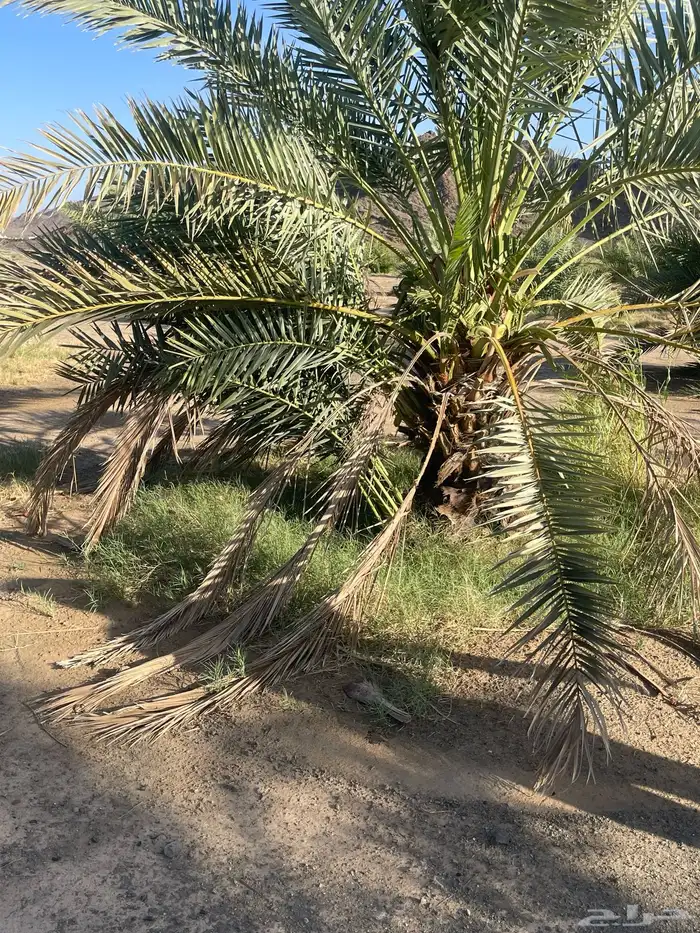 أصناء برني وكعيمر وروثان 1