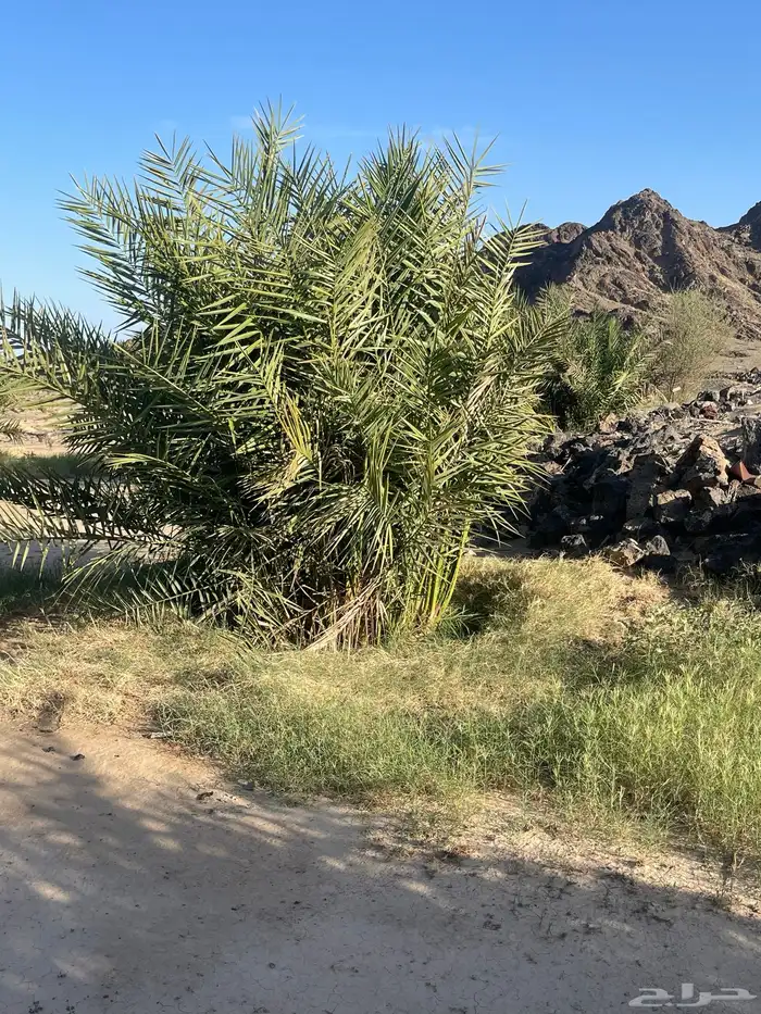 أصناء برني وكعيمر وروثان 10