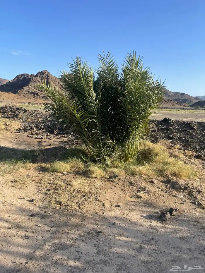 أصناء برني وكعيمر وروثان 5