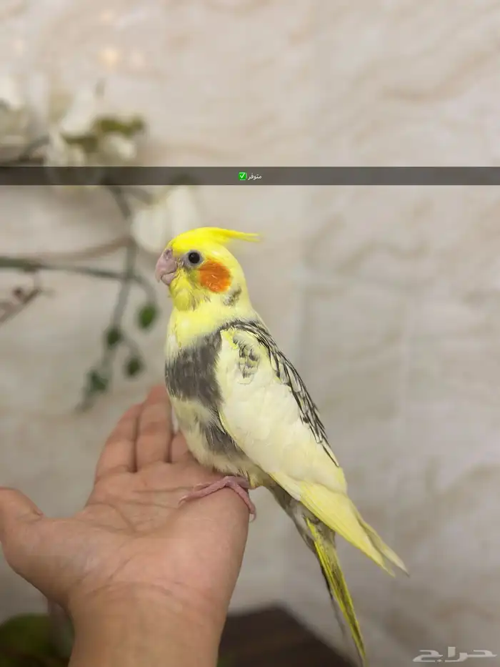 فرخ كروان فراشه اليف ( تم البيع ) 0