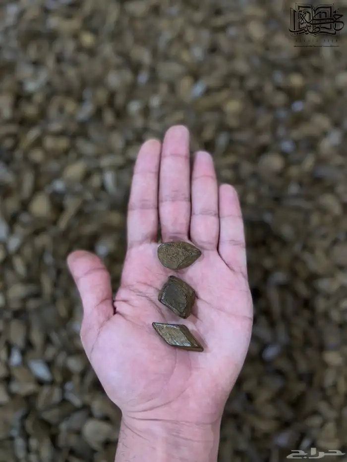 عود مروكي دقه بيور طبيعي محسن (عرض اليوم الوطني) 1