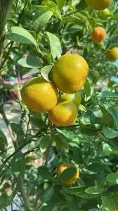 شتلات ليمون بنكه الزنجبيل 0