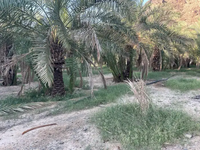 أصناء برني وكعيمر وروثان 8