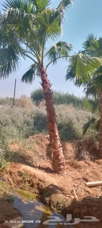 نخل واشنطني زينه امريكي للبيع 0