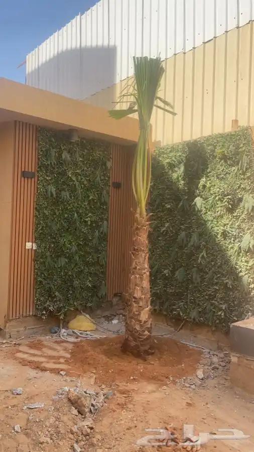 نخل واشنطني زينه امريكي للبيع 2