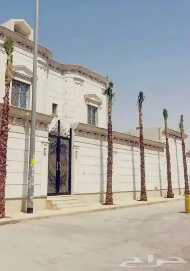 نخل واشنطني زينه امريكي للبيع 8