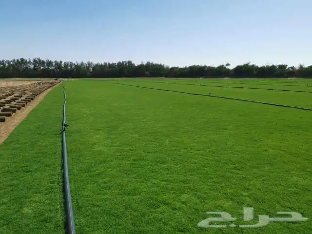 ثيل طبيعي ممتاز اسباني درجة اولى 1