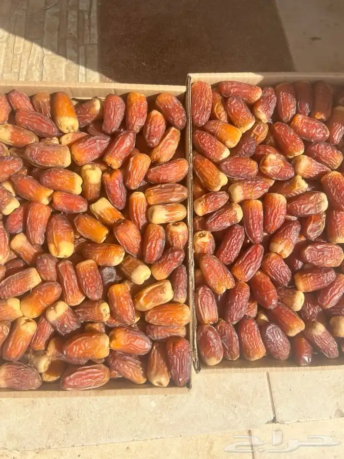 صقعي فاخر ملكي الكمية محدودة 3