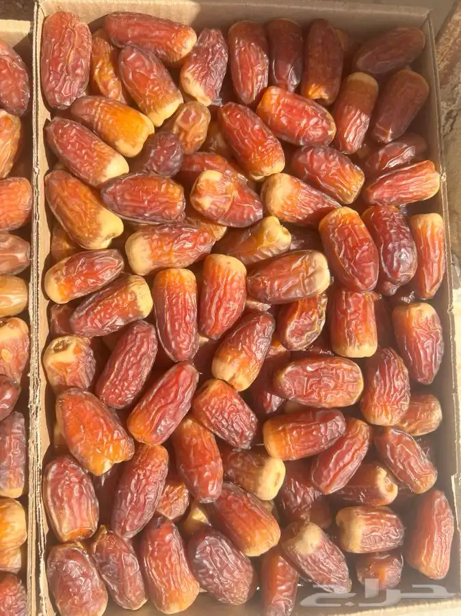 صقعي فاخر ملكي الكمية محدودة 1