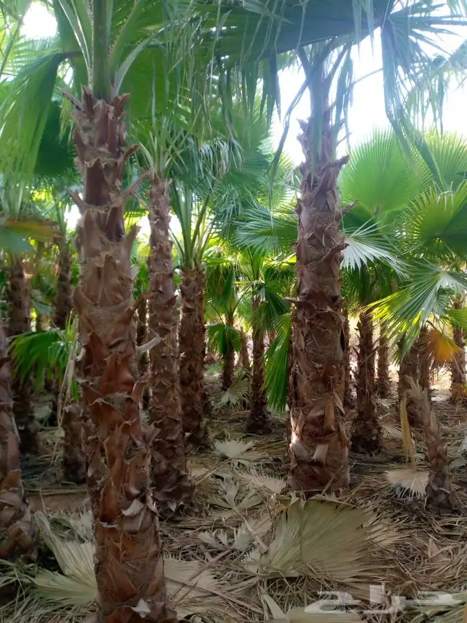 نخل واشنطني زينه امريكي للبيع 4