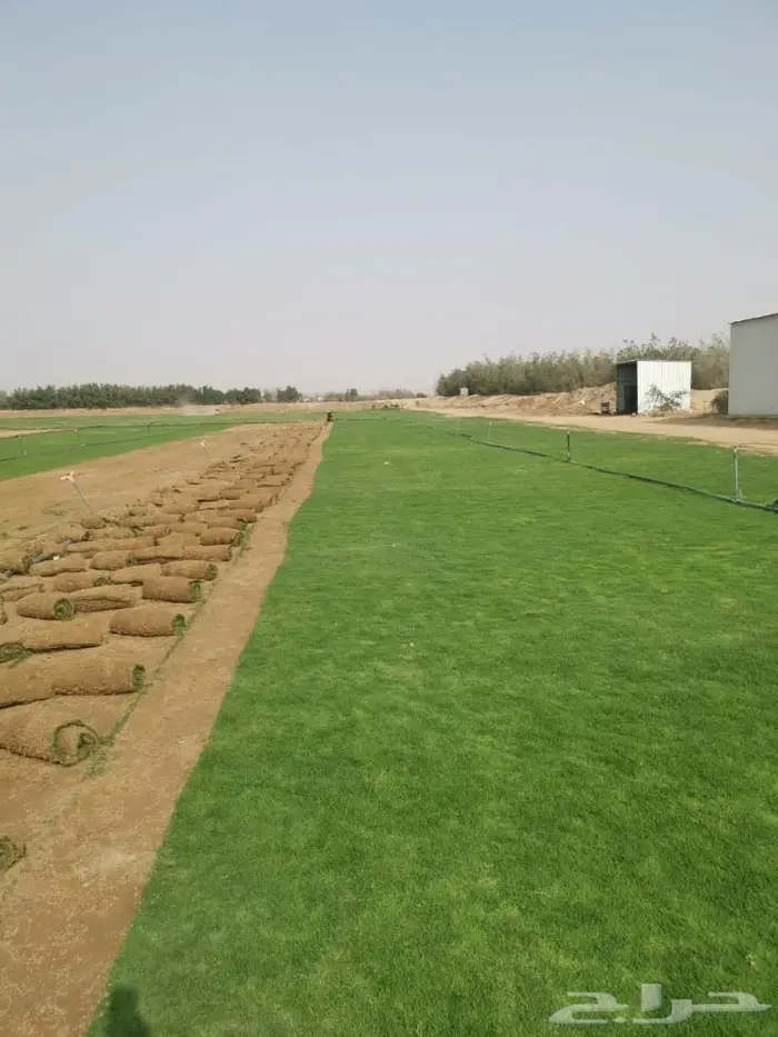ثيل طبيعي ممتاز اسباني درجة اولى 2