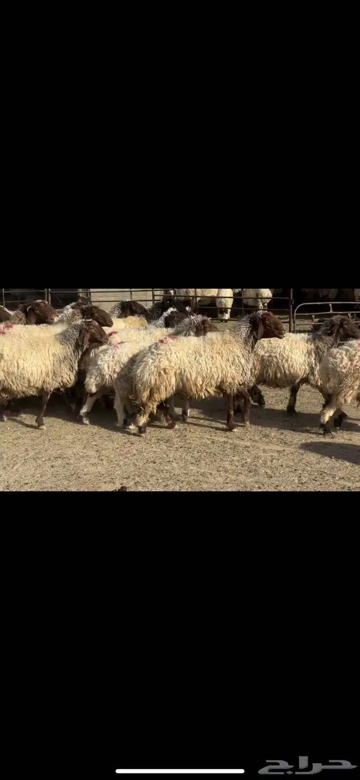 غنم نعيم دفيع فاخره 2