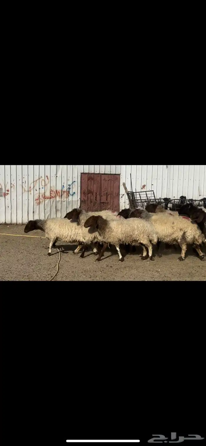 غنم نعيم دفيع فاخره 3