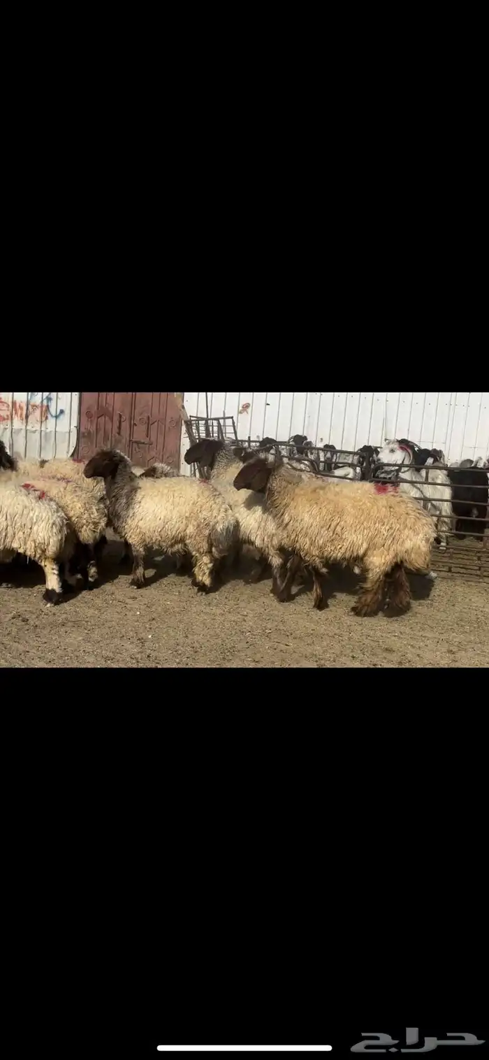 غنم نعيم دفيع فاخره 0