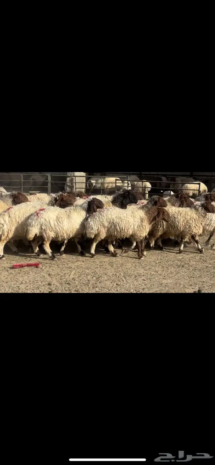 غنم نعيم دفيع فاخره 4