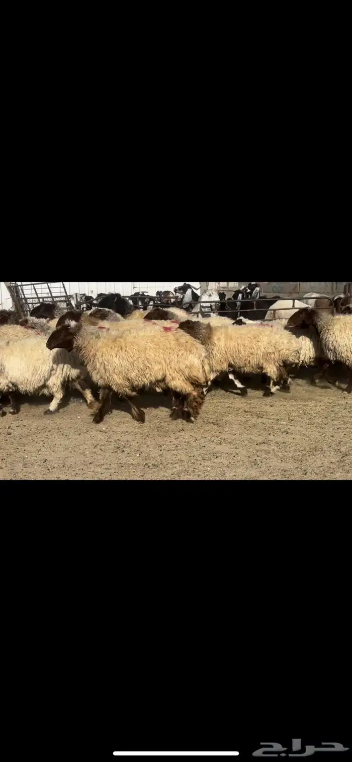 غنم نعيم دفيع فاخره 5