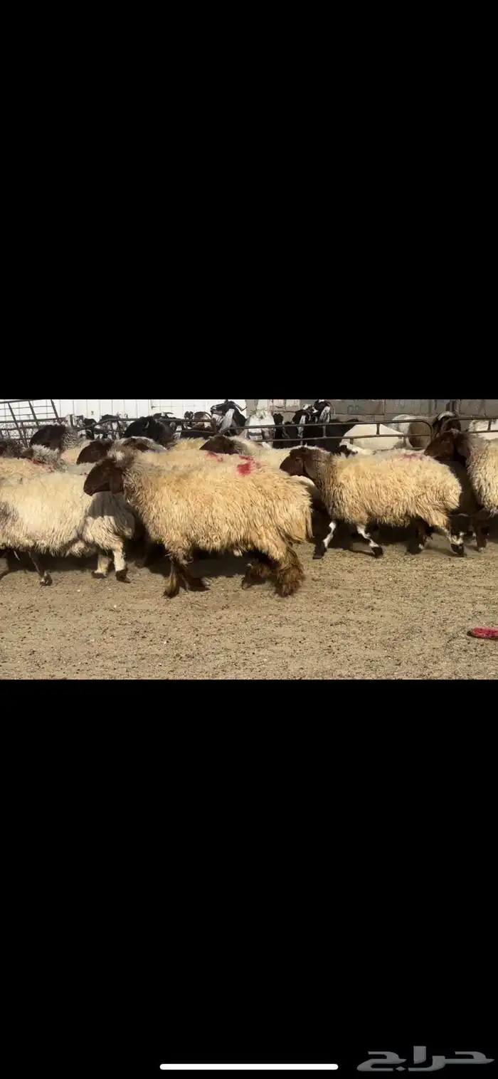 غنم نعيم دفيع فاخره 1