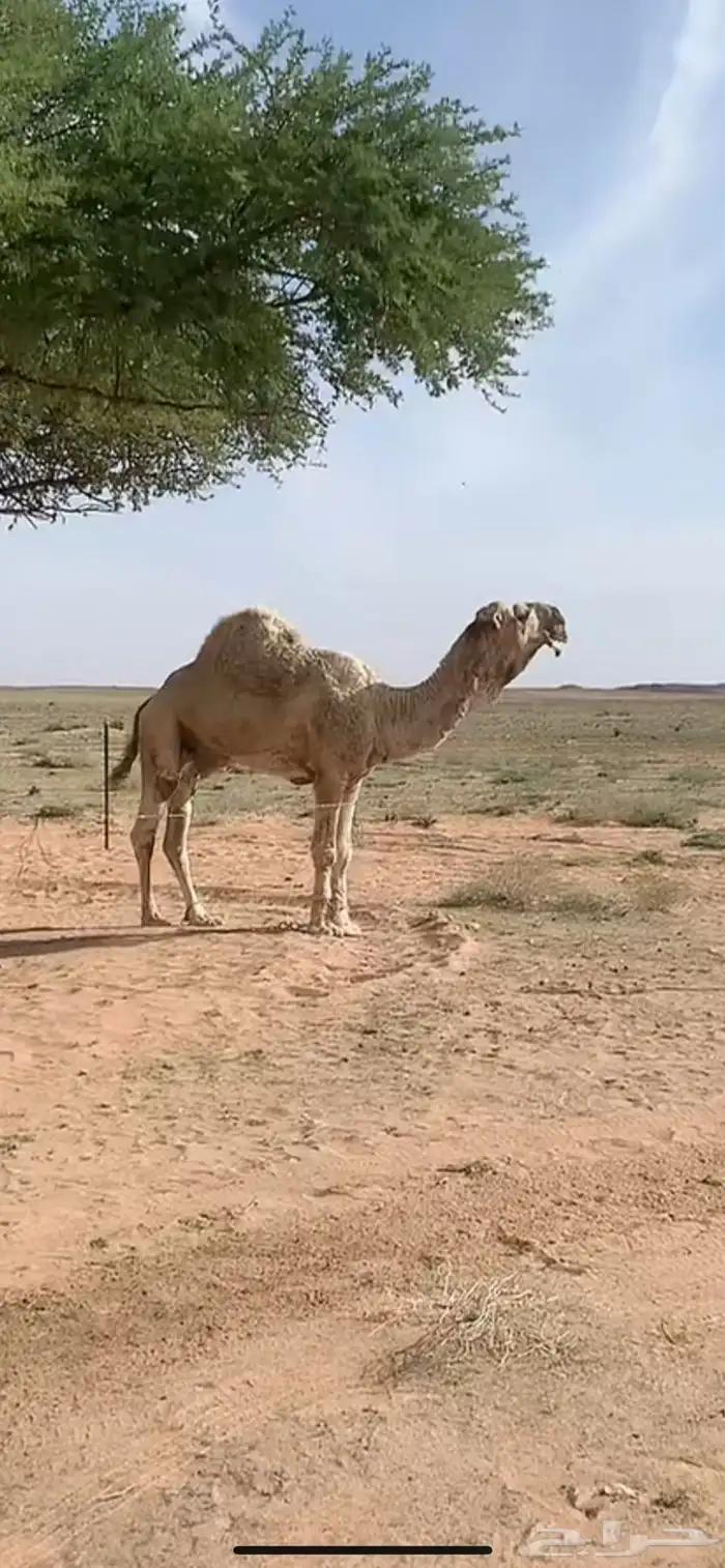 للبيع جمل صاهودي 2