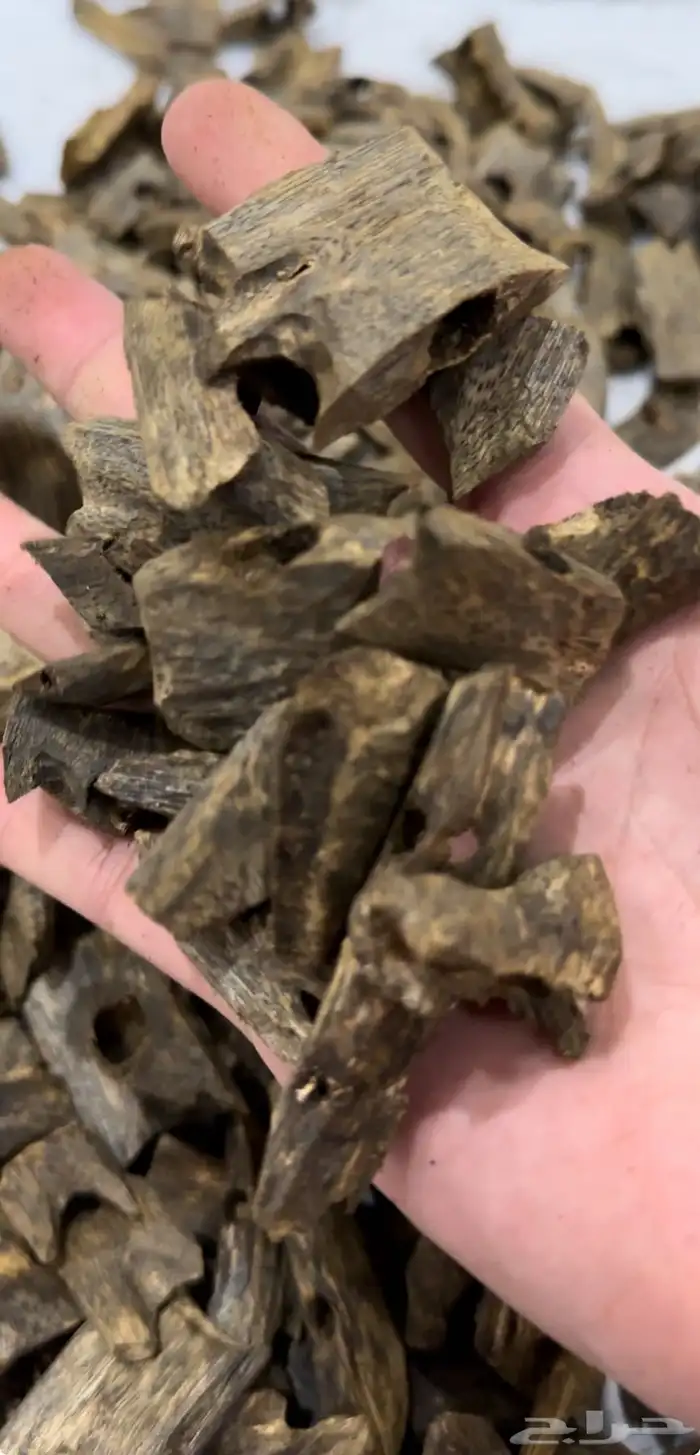 (نفدت الكمية) عود كينام صيني طبيعي - (عرض صيدة) 0