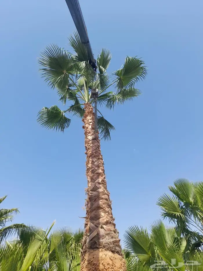نخل واشنطني زينه أمريكي ابو مروحه 511S 6