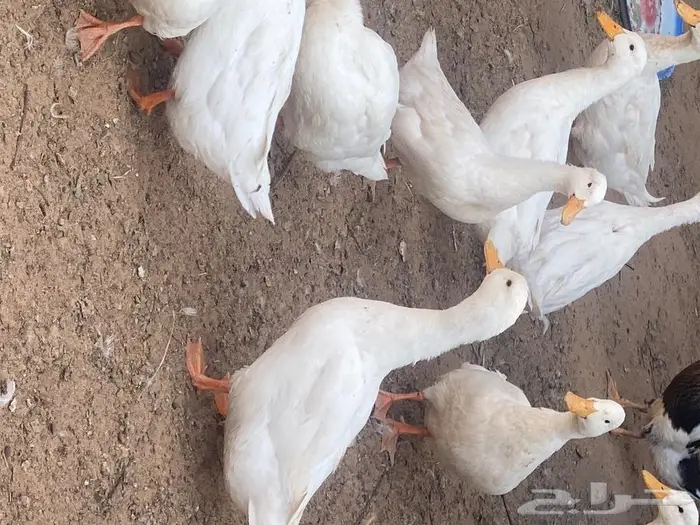 ازواج حمام زينة منوع بط بكيني ابيض 9