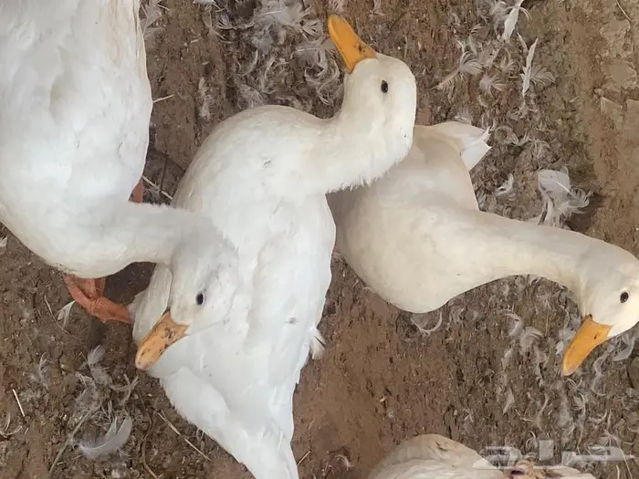 ازواج حمام زينة منوع بط بكيني ابيض 10