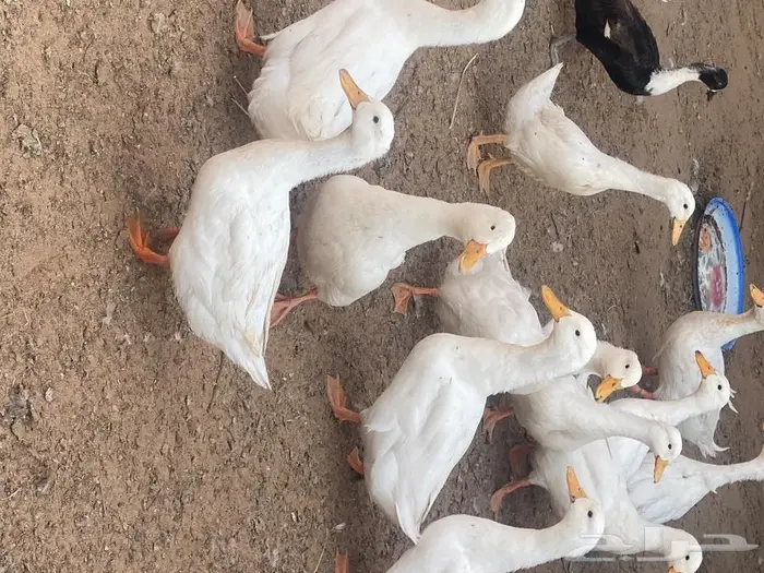ازواج حمام زينة منوع بط بكيني ابيض 11