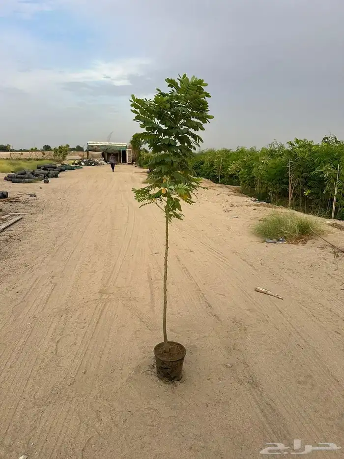 مشاتل الجملة بجدة 3